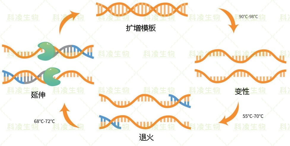 1、扩增原理.jpg