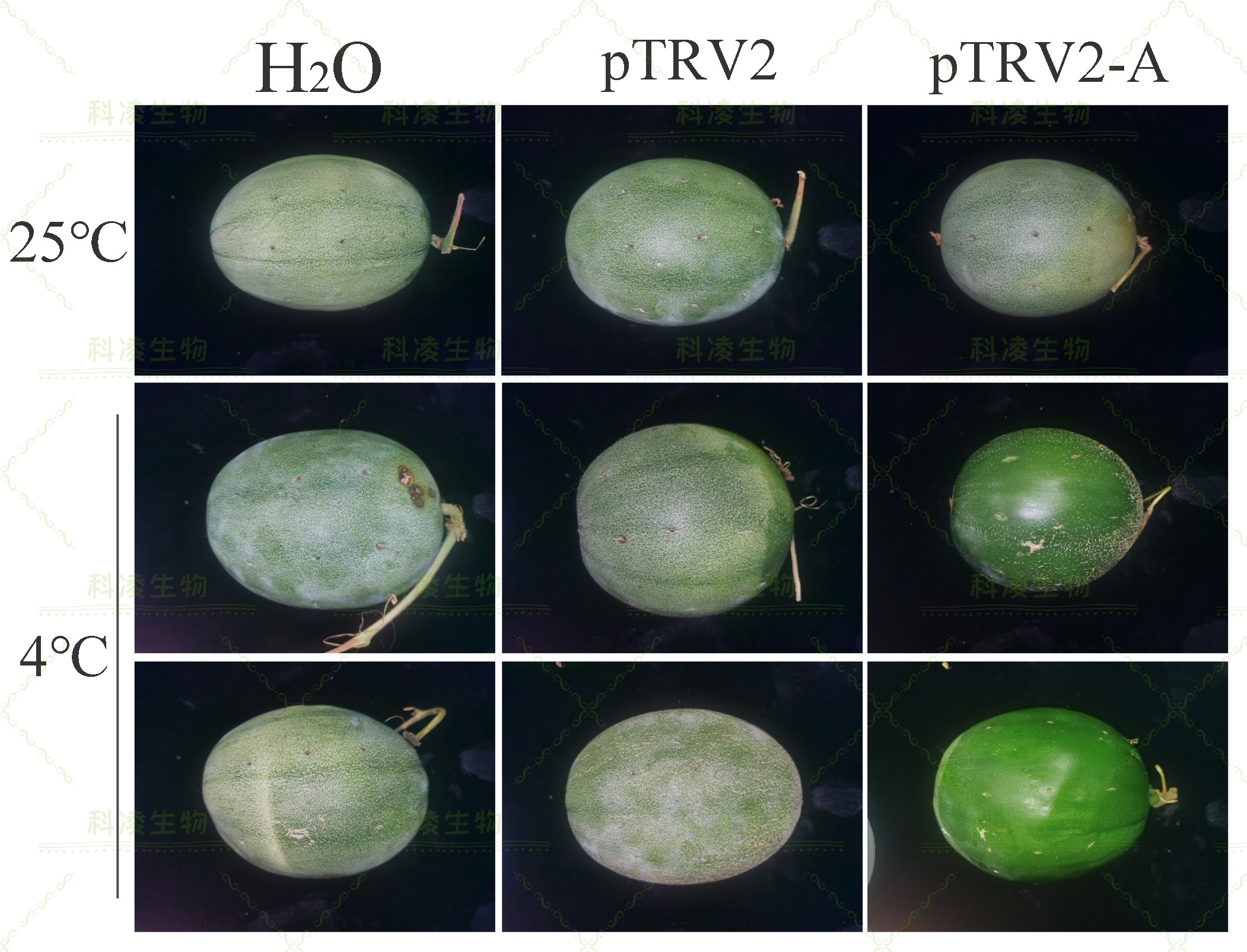 28,VIGS抗寒.jpg 28,VIGS抗寒.jpg