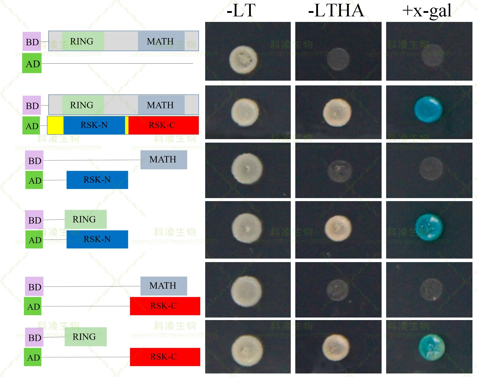 15双杂交-RSK2.jpg 15双杂交-RSK2.jpg