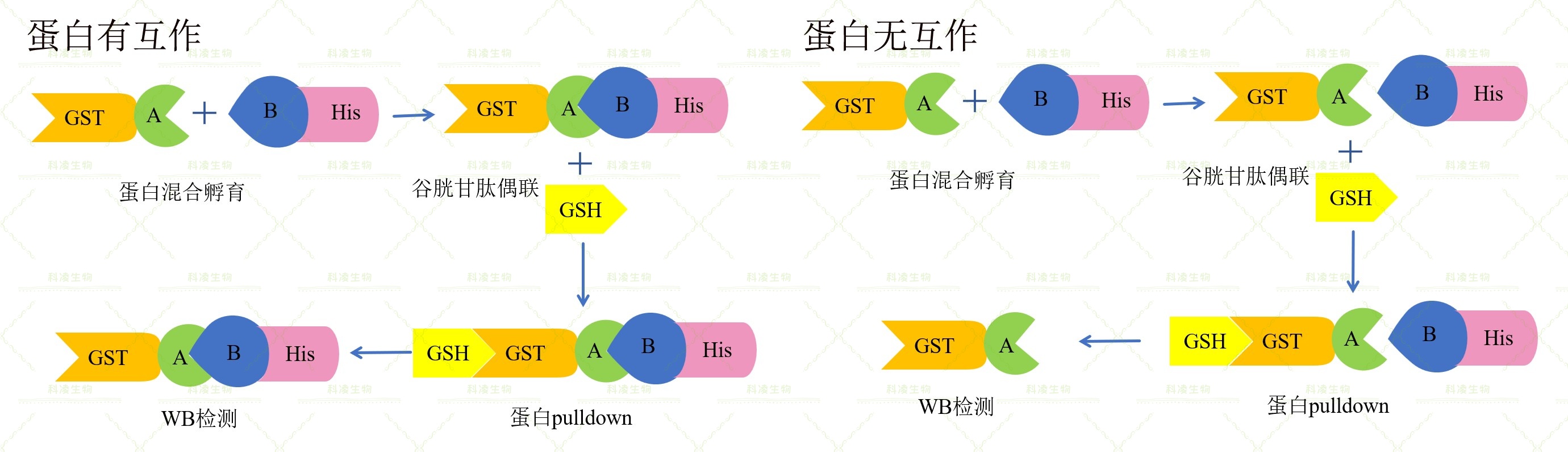11、GST pulldown原理.jpg