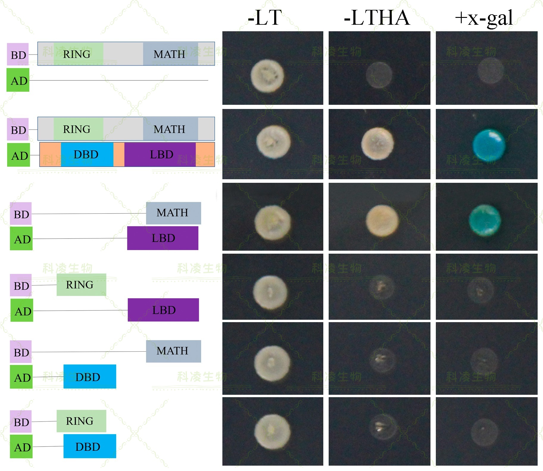 15双杂交-PXR.jpg 15双杂交-PXR.jpg