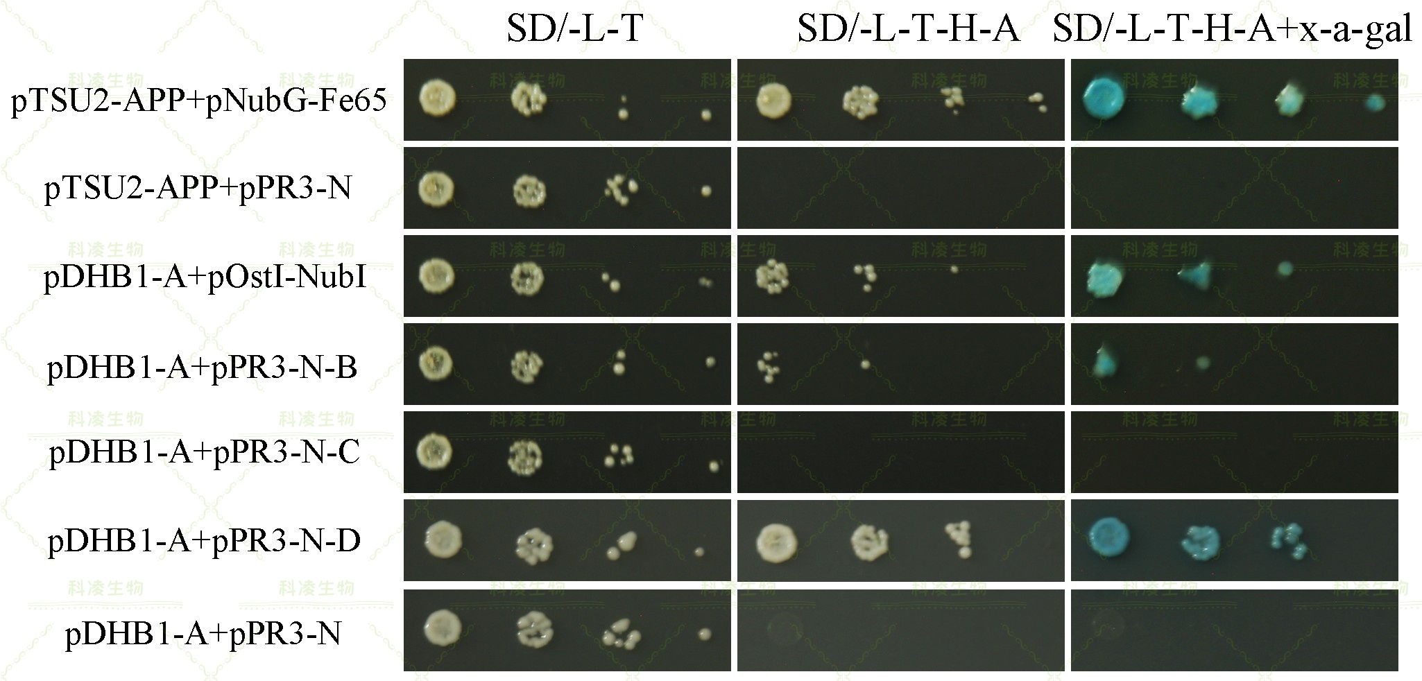 16酵母双杂交互作验证(膜.jpg 16酵母双杂交互作验证(膜.jpg