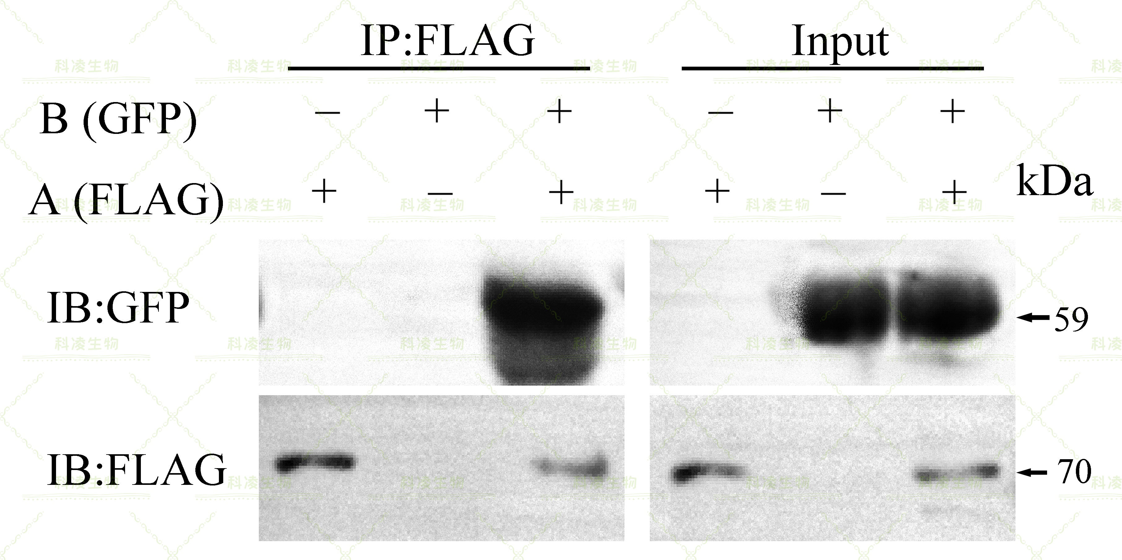 12coip检测.jpg 12coip检测.jpg